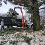 Photo by Rootedtreespecialists (@Rootedtreeomaha)