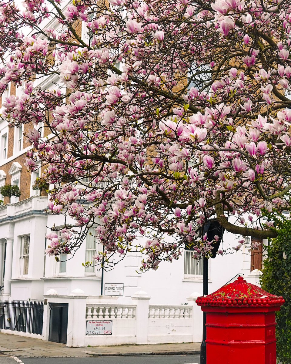 BerkeleySqB's tweet photo. Magnolia blossoms in Chelsea, London today... grey skies, but pink street corners ๐๐ (E) #magnoliaseason #londonspring @visitlondon https://t.co/jCozWUKDOk