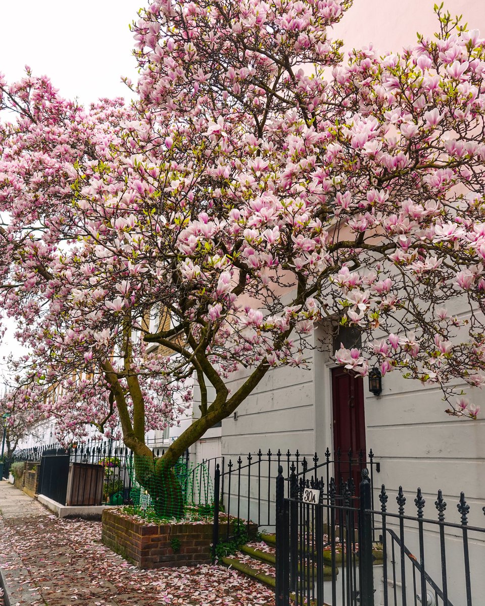 BerkeleySqB's tweet photo. Magnolia blossoms in Chelsea, London today... grey skies, but pink street corners ๐๐ (E) #magnoliaseason #londonspring @visitlondon https://t.co/jCozWUKDOk