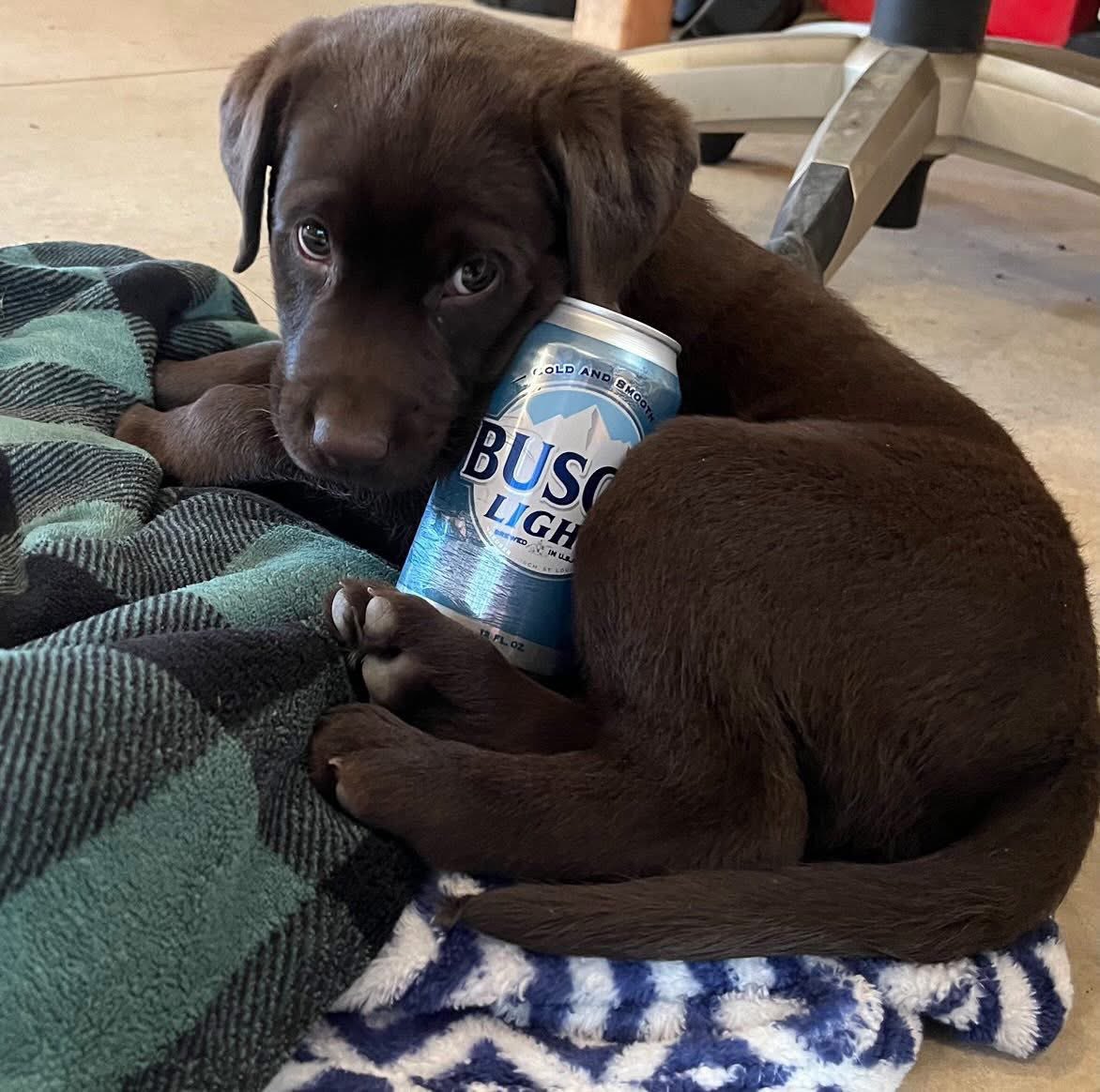 Happy National Puppy Day! 🐶
We’re here from 4pm - 3am 🍹
#BrassRing 
#MeetMeAtTheRing #TheRingIsTheThing #FountainSquare