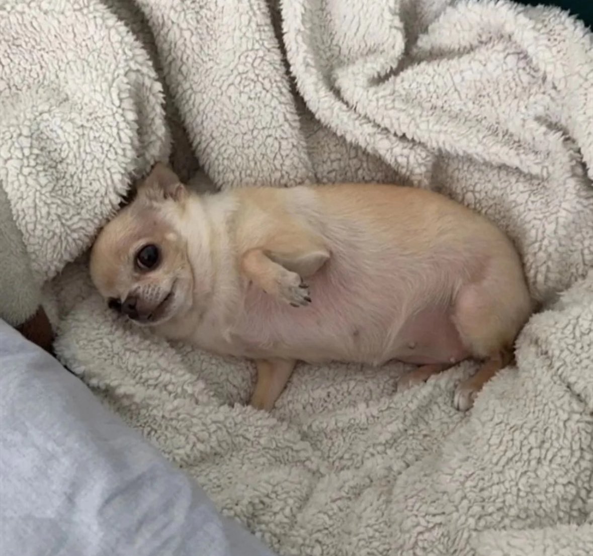 💖 (@twaniimals) on Twitter photo 