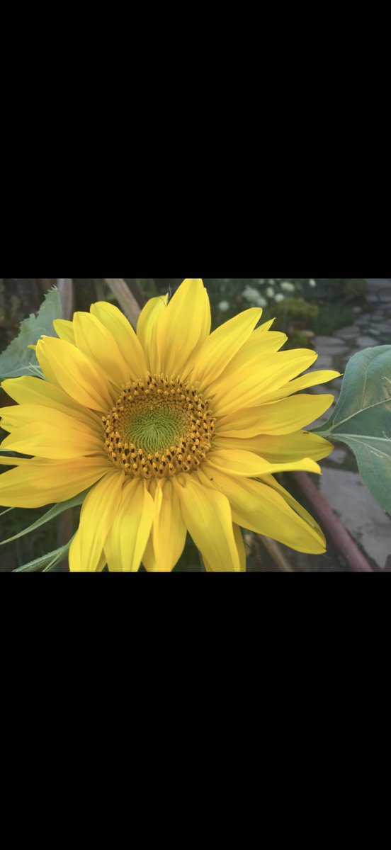 RachelLyn_Decor's tweet photo. @MandalaySamui Good morning sunshine🕊️🌼🍃 https://t.co/xkdwaTlLMM