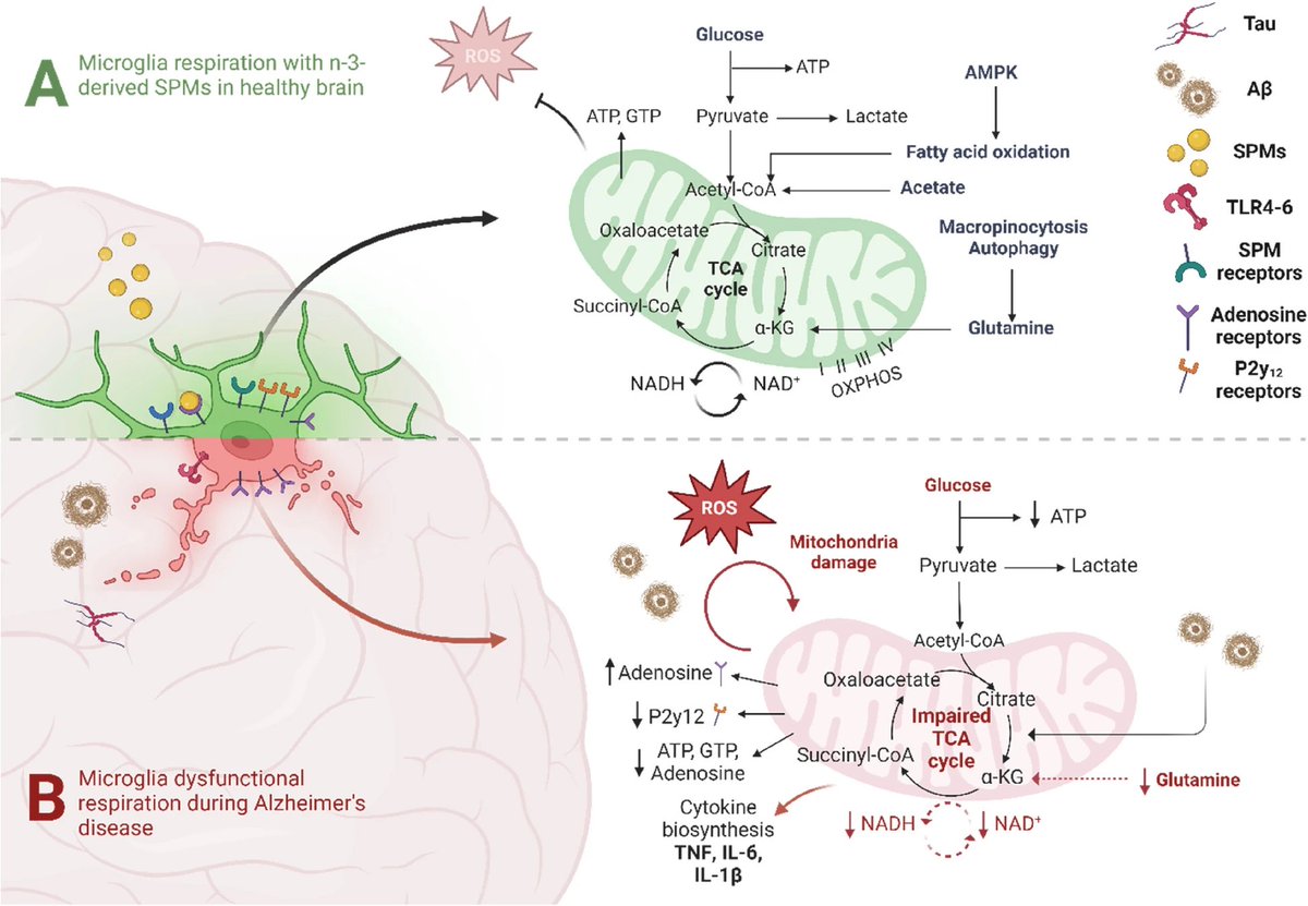 'The role of n-3-derived specialised pro-resolving mediators (SPMs) in #microglial #mitochondrial respiration and #inflammation resolution in #AlzheimersDisease'

Mary Slayo <a href="/mary_slayo/">Mary Slayo</a>...Sarah J. Spencer <a href="/RMIT/">RMIT University</a> <a href="/jlugiessen/">Universität Gießen</a>

…arneurodegeneration.biomedcentral.com/articles/10.11…