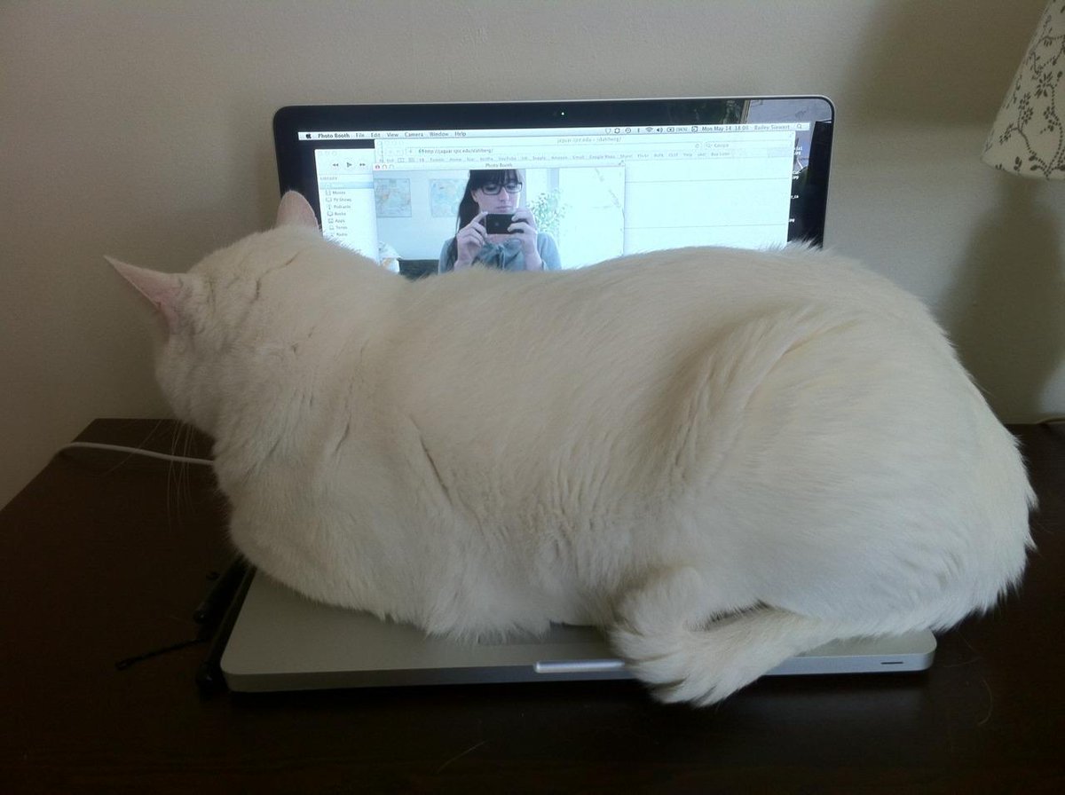 boturitter's tweet photo. "My human's work is my cat nap." #catnap #catsofinstagram #laptopcat #fluffy https://t.co/nkgS84pacZ