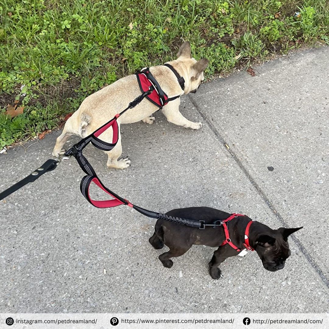 PetDreamland's tweet photo. πΆβ¨ Two pups, one adventure! πΎ Puppy Day is almost hereβcelebrate with more walks, tail wags, and puppy love! ππΏ
#NationalPuppyDay #HappyPuppyDay #PuppyAdventures #PuppyLove #WagMoreBarkLess #FurryBestFriends #WalkWithStyle #AdventurePups #PetDreamland #pugloversclub https://t.co/5q6HLew1qs