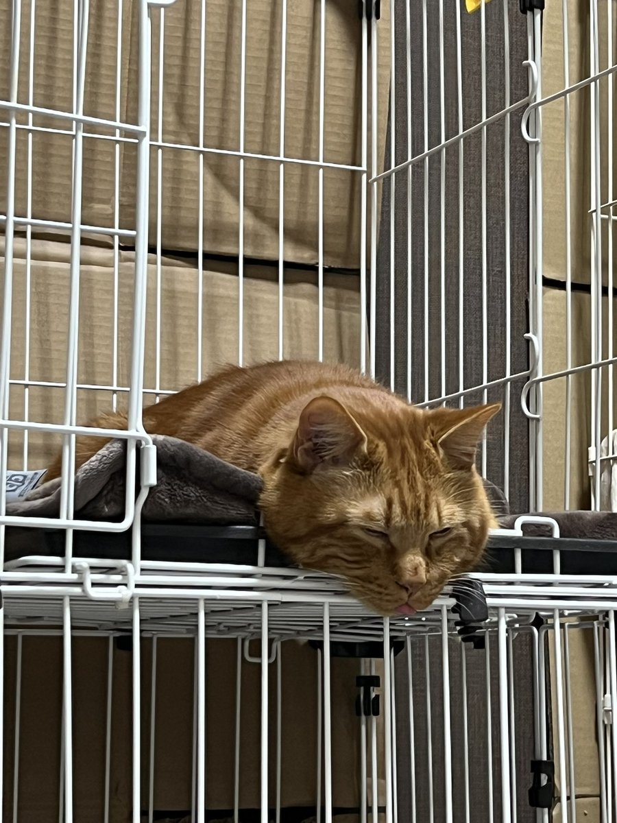 我が家のたぬきみたいな猫