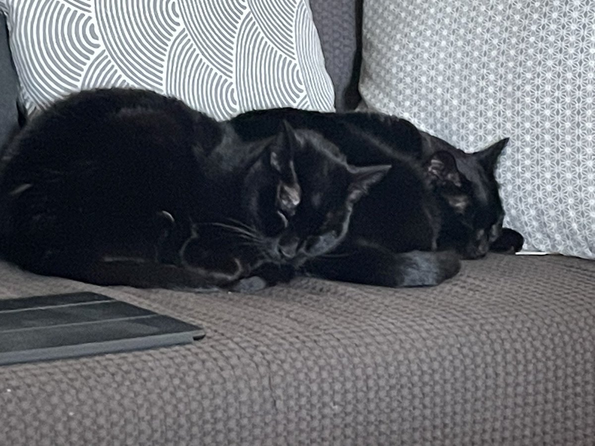 Qué queréis ser? Yo funcionaria y mis gatos.