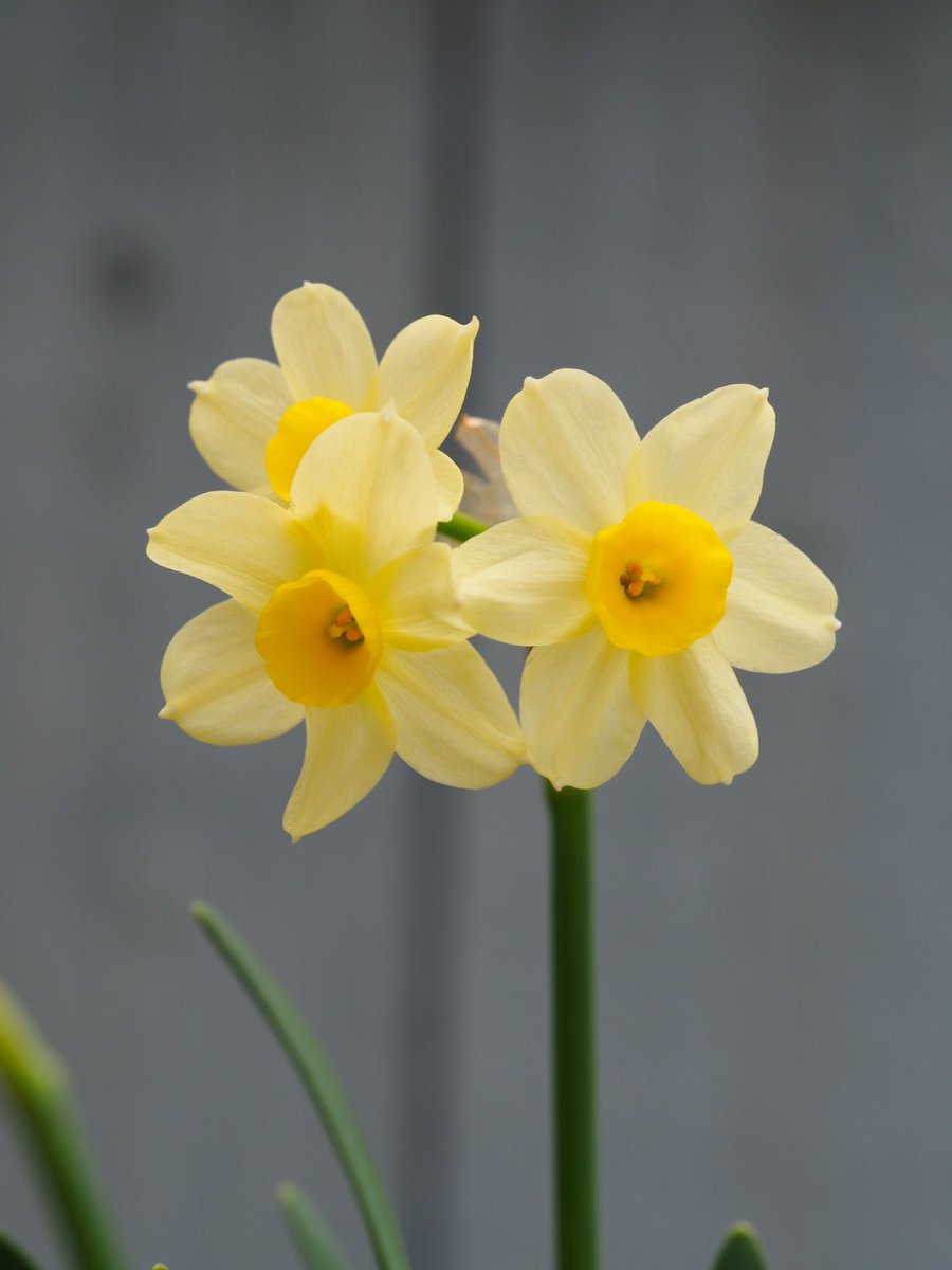 Flowers grown by me 🌼🌹 #cwmbran #spring <a href="/ThePhotoHour/">#ThePhotoHour</a> <a href="/S4Ctywydd/">S4C Tywydd</a>
