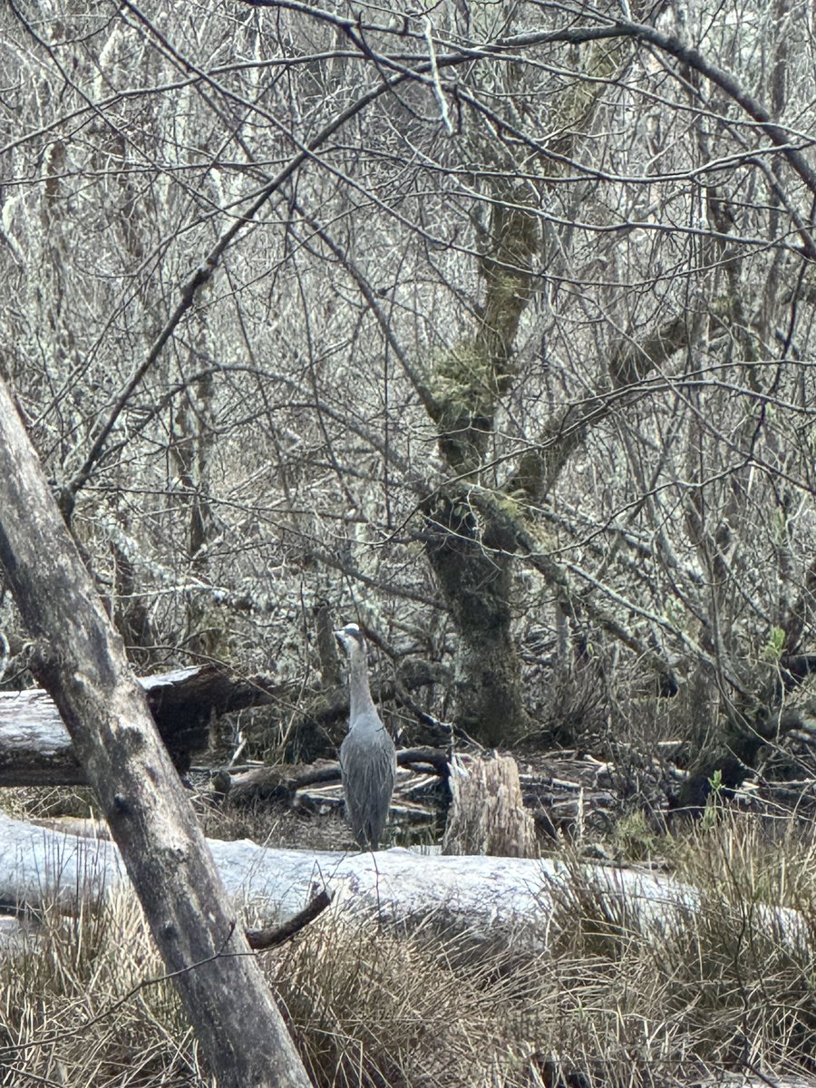 During my walk, I stumbled upon a crane.

Still. 
Silent. 
Soaking in its surroundings.

It wasn’t in a rush to move or make a sound—just being.

And something about that moment hit me.

It felt like a mirror.

A reminder that presence is its own kind of power.