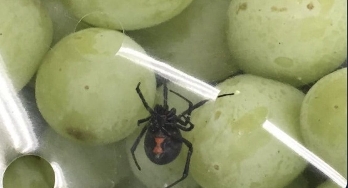 𝐊𝐢𝐧𝐠 𝐒𝐮𝐤𝐮𝐧𝐚 ☢ tweet media