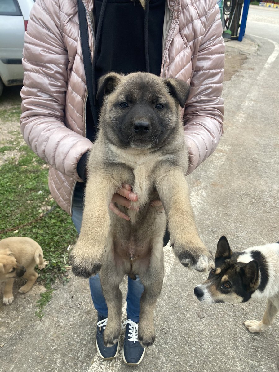 EvgeniyaRa85912's tweet image. Вот такие кнопки найдены на берегах Которского залива. Мамка красивая, малыши тоже) кем был отец, узнаем позже) у мамы уши стоят, у этих висят
Мальчик и девчушка, хорошо бы найти им дом) 
Кто пристраивал в Черногории, поделитесь опытом)
#черногория
#щенок 
#ищудом