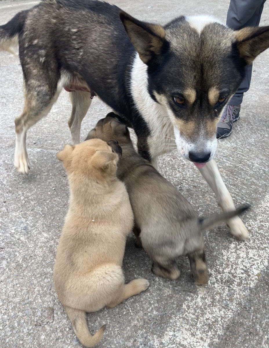 EvgeniyaRa85912's tweet image. Вот такие кнопки найдены на берегах Которского залива. Мамка красивая, малыши тоже) кем был отец, узнаем позже) у мамы уши стоят, у этих висят
Мальчик и девчушка, хорошо бы найти им дом) 
Кто пристраивал в Черногории, поделитесь опытом)
#черногория
#щенок 
#ищудом