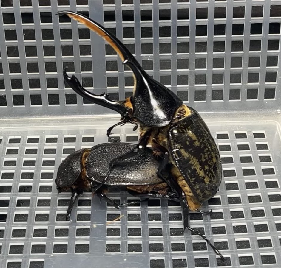 WD(野外採取個体) ヘラクレスリッキー標本　2匹セット　コロンビア・ボヤカ a58aa500d14d3fa99d9a11d0051710