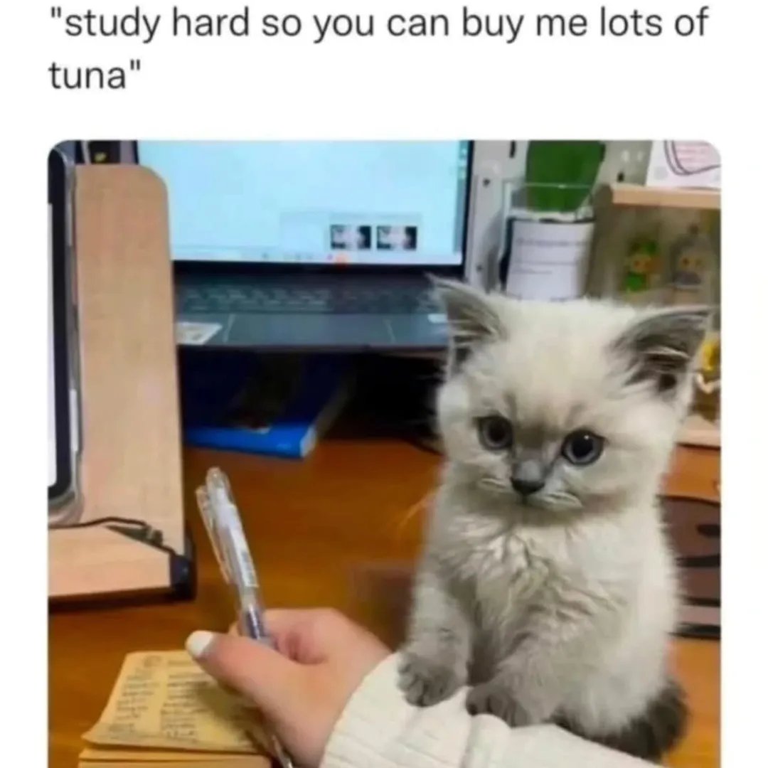 contents that ll heal your depression 🌻 (@catshealdeprsn) on Twitter photo 