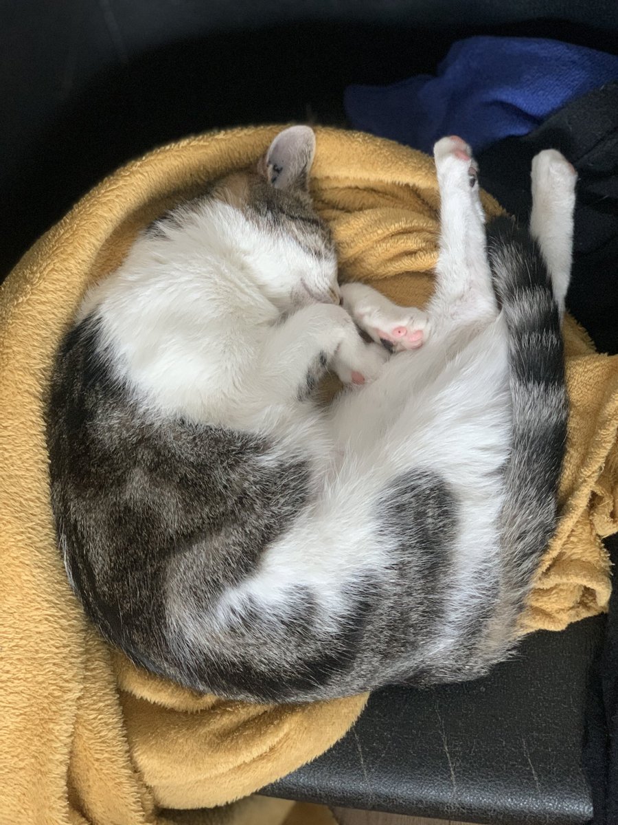 Anne_Ju_'s tweet photo. Qui veut adopter cette petite chatte gentille et hyper câline ? Environ 8 mois. Ok chats et enfants. Stérilisée. https://t.co/TFdWnAuEsX