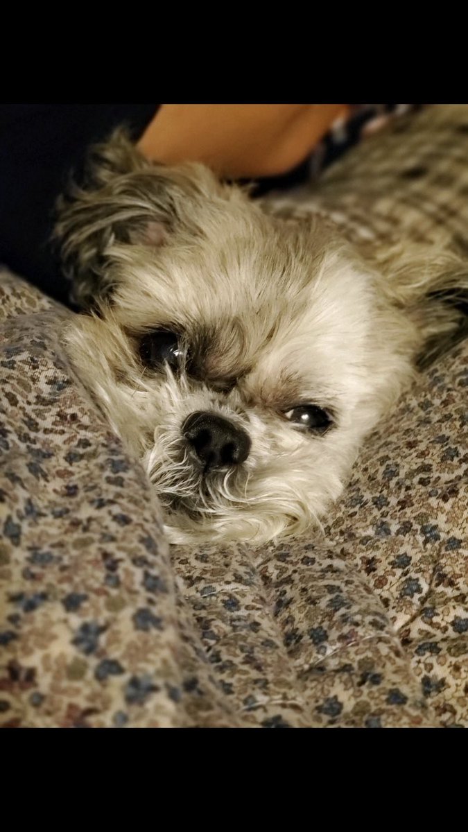LegendTMP's tweet photo. Lived and was loved for 16 years Goodbye Charlie, I love you buddy. https://t.co/doCJANWEIp