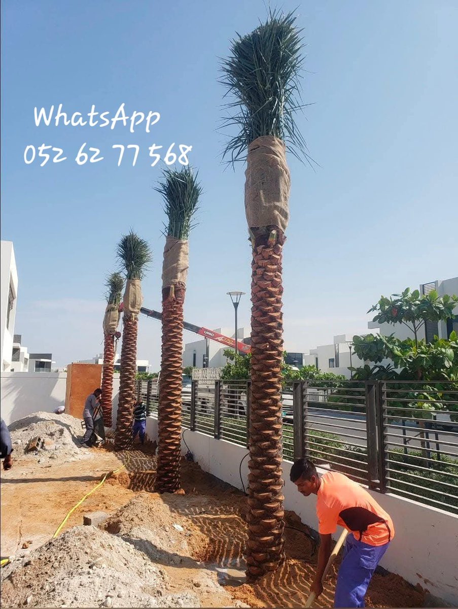 DxbPalmtree's tweet photo. Date Palm Trees for Sale with  Affordable Rates #dxb #ad #UAE - Phoenix Dactylifera 052 62 77 568 #4u #viral #palmtreefarm #datepalmtree #marketing #explore #subscribe #SocialMedia  #nonfollowers #googleserch #architecture #LandscapeDesign https://t.co/u8VQE5mwhu https://t.co/Ler3ToFm2u