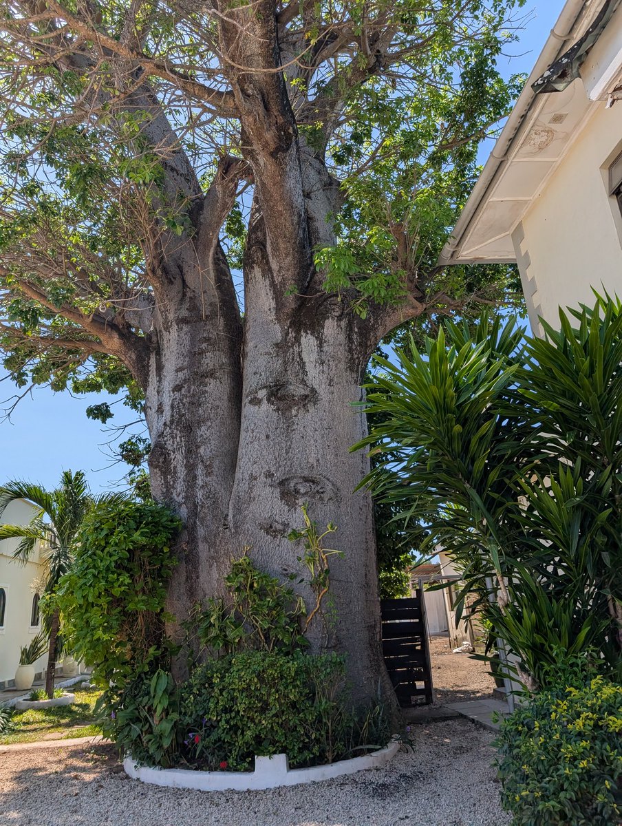 This baobab, like many on the Kenya coast, can easily be more than 1,000 years old. The oldest trees on the planet are more than 5,000 years old, and that's excluding clonal organisms like Aspen groves >80,000 years old. The word "tree" shares the same root as the word "truth".