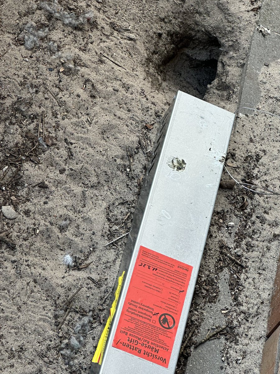 JoachimHesse's tweet photo. Leben am Limit! Habe eine #Ratte beobachtet, die in diesem Loch neben dieser Ratten-#Todesfalle verschwunden ist und dann eine Weil rausgeschaut hat, ob ich schon weg bin. 😱 https://t.co/I6i7y48gEt