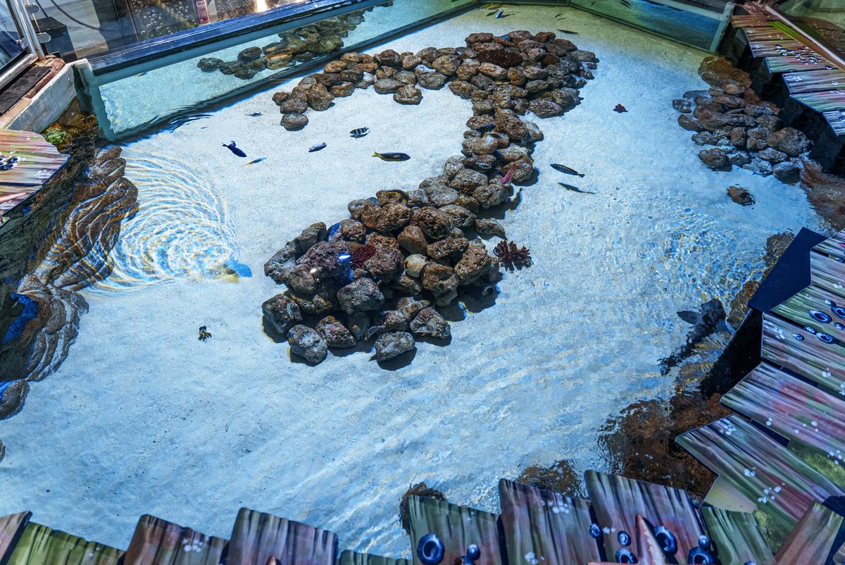 Why not start your week off right with a visit to Sealife Adventure? 🐠

Our doors open at 10am every day and we close between 5pm and 8pm, giving you plenty of time to explore! 🌊

From monkeys and meerkats to sharks and starfish, there really is something for all ages! 🐡