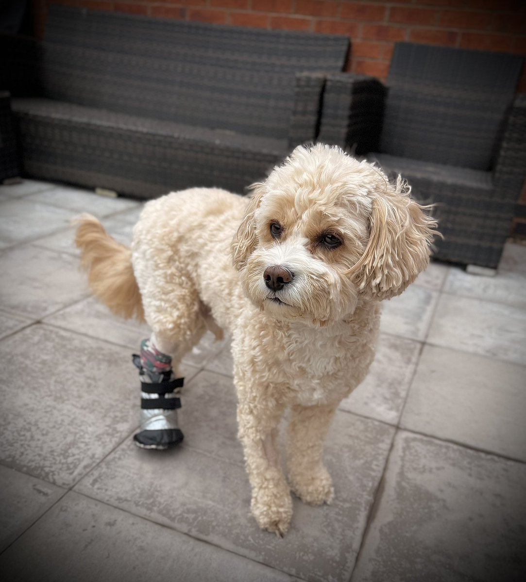 Benji was attacked last week by another local idiots dog! 2nd time now in a year, both by dogs off leads whilst Benji was on a lead as always. Ligament damage awaiting surgery. 😭😘 #Wankers #keepyourdogundercontrol #idiots