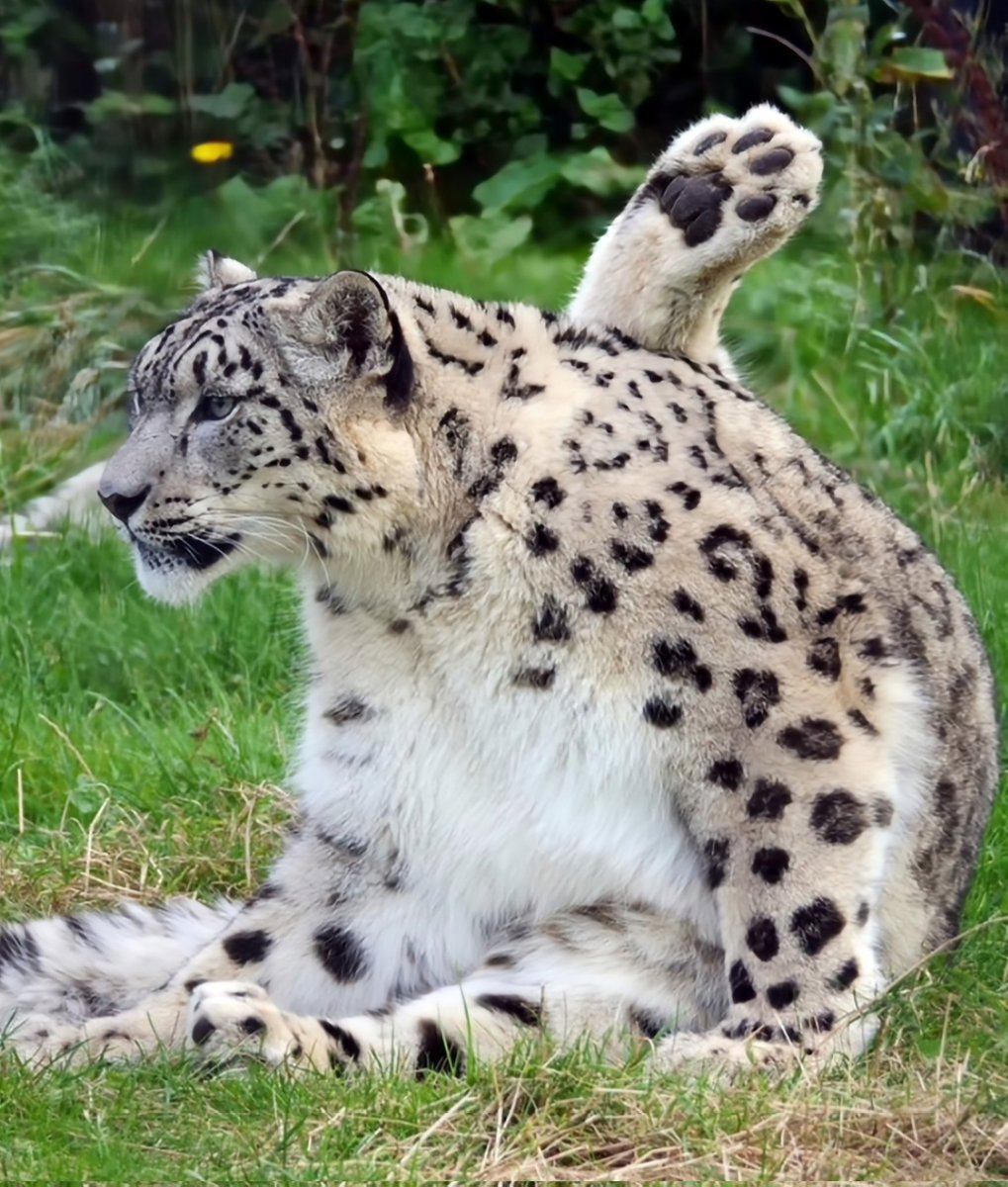 snepreactions's tweet image. extending rear paw antenna #appendage #receiver #snowleopard
