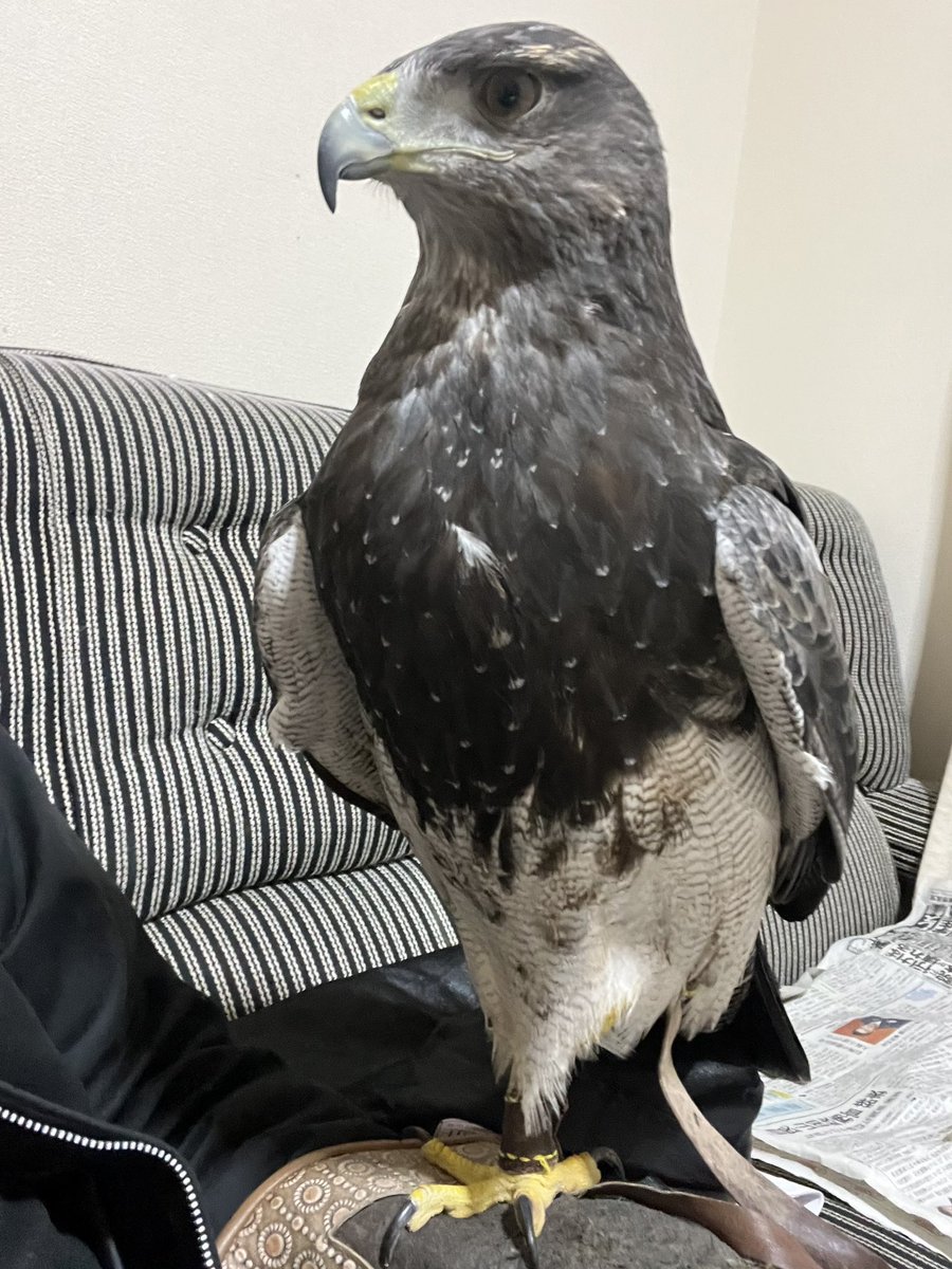 art_hark's tweet photo. いまさらながらレオ♂🦅が初めてグローブの上で片足あげた
😅💦
今となっては求めてなかったけど🤣

#ワシノスリのレオ https://t.co/vTipc6W8zt