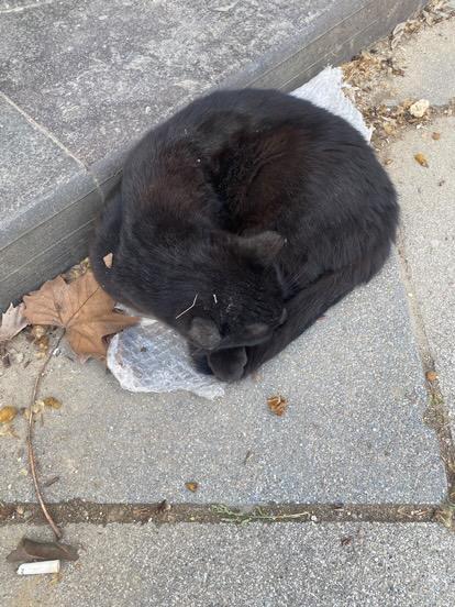 İSTANBUL YUVA İLANİ ACİL 
Poşetin üstünde yatıyor 😭
Zavallimi sokağa bırakmışlar arkadaşım yapmayın etmeyin demis ama dinletememis.Kendisi otelde kalıyor korumaya alamiyor.kartondan bir yuva yapmış mama su vermeye gidiyormuş ama çevredeki insanlar laf etmişler.
Acil yuva