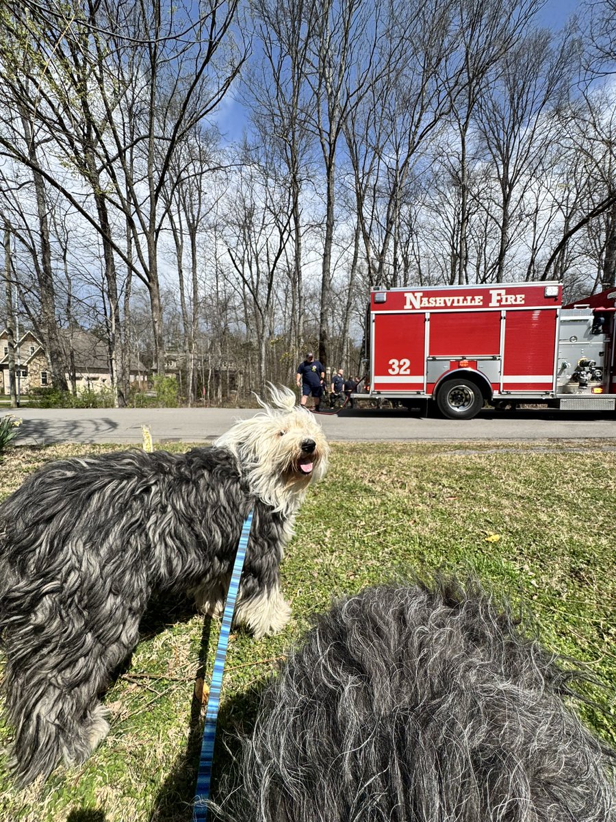 MetzSheepies tweet media