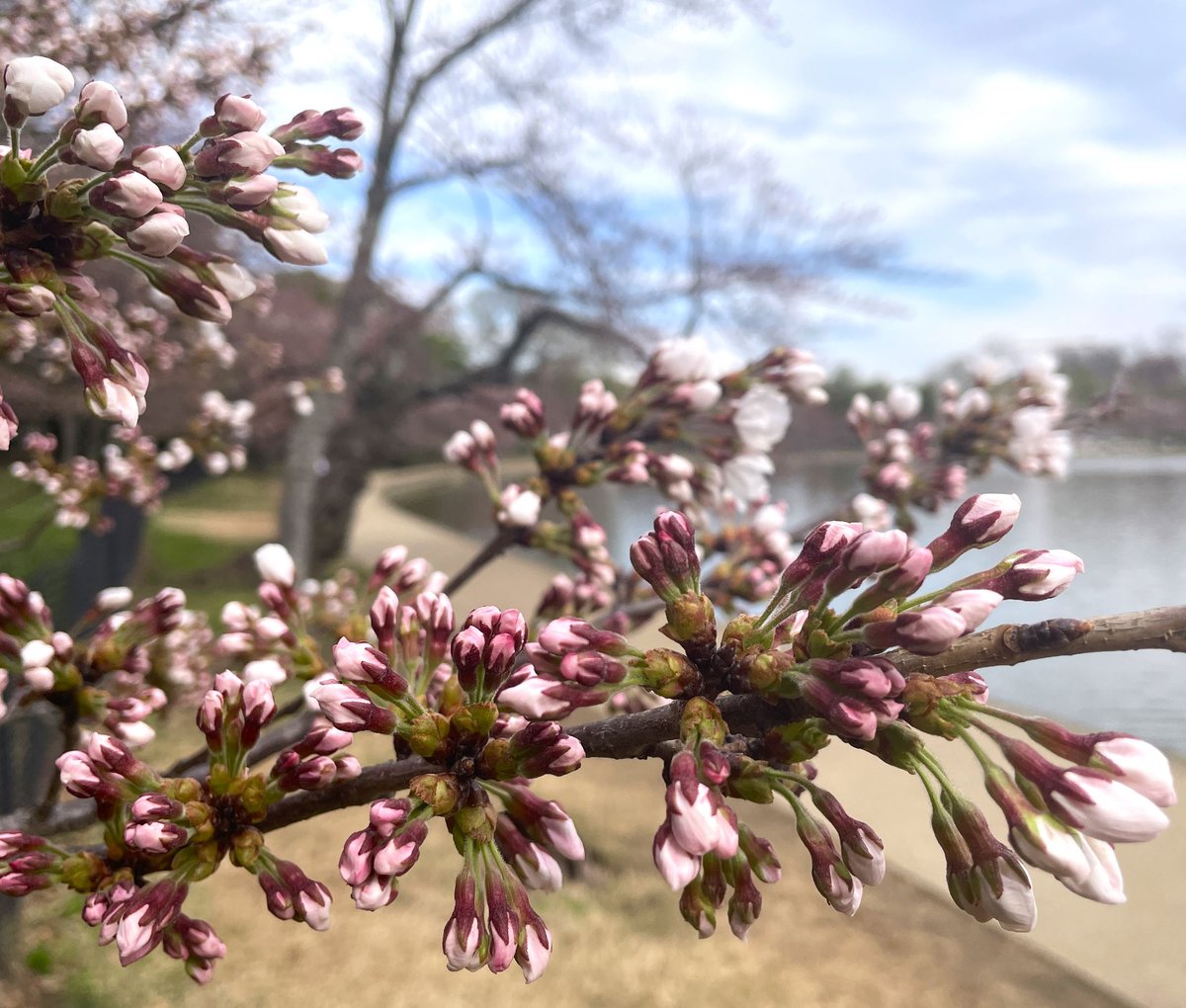 We're thrilled to announce that the cherry trees have reached stage 5 - Puffy White. The blossoms are starting to show, now we're just waiting on them to open. Peak Bloom is next!
🌸🌸🌸🌸🌸/🌸
Follow #BloomWatch online at nps.gov/cherry 
#Cherryblossom #WashingtonDC