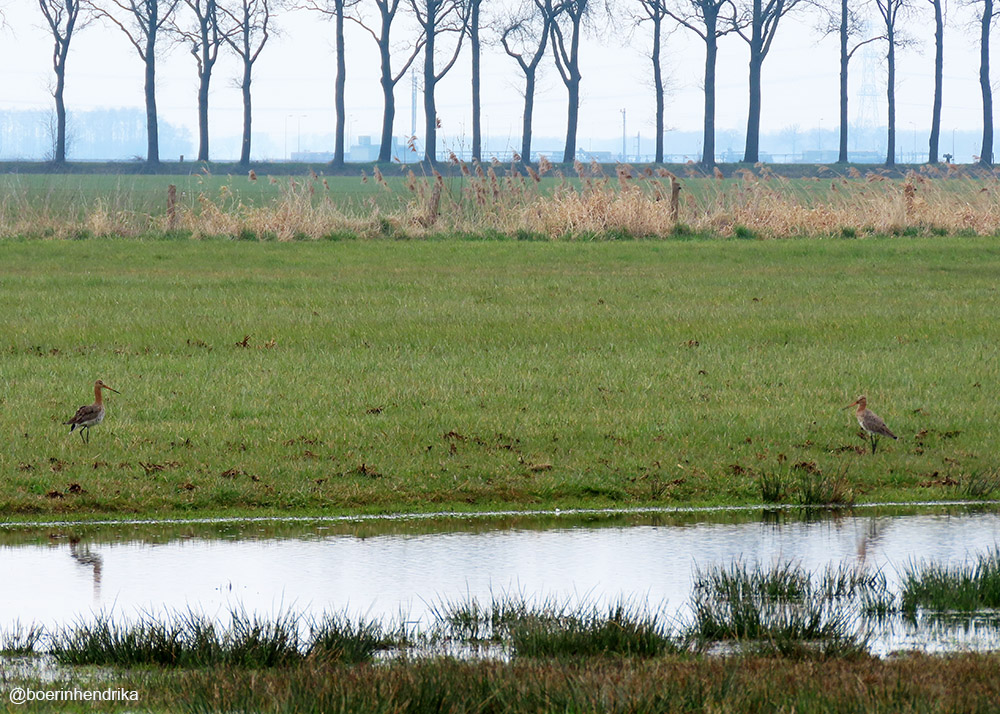 boerinhendrika's tweet image. Twee #grutto's bij de #plasdras

#weidevogels #boerenlandvogels #weidevogelbeheer #wildcamera 
#rode_lijst 
#boerennatuur💚 
#gangbare_landbouw🍀