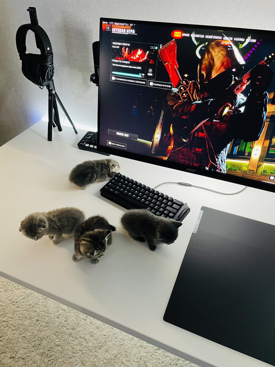 Attack of the cats😼