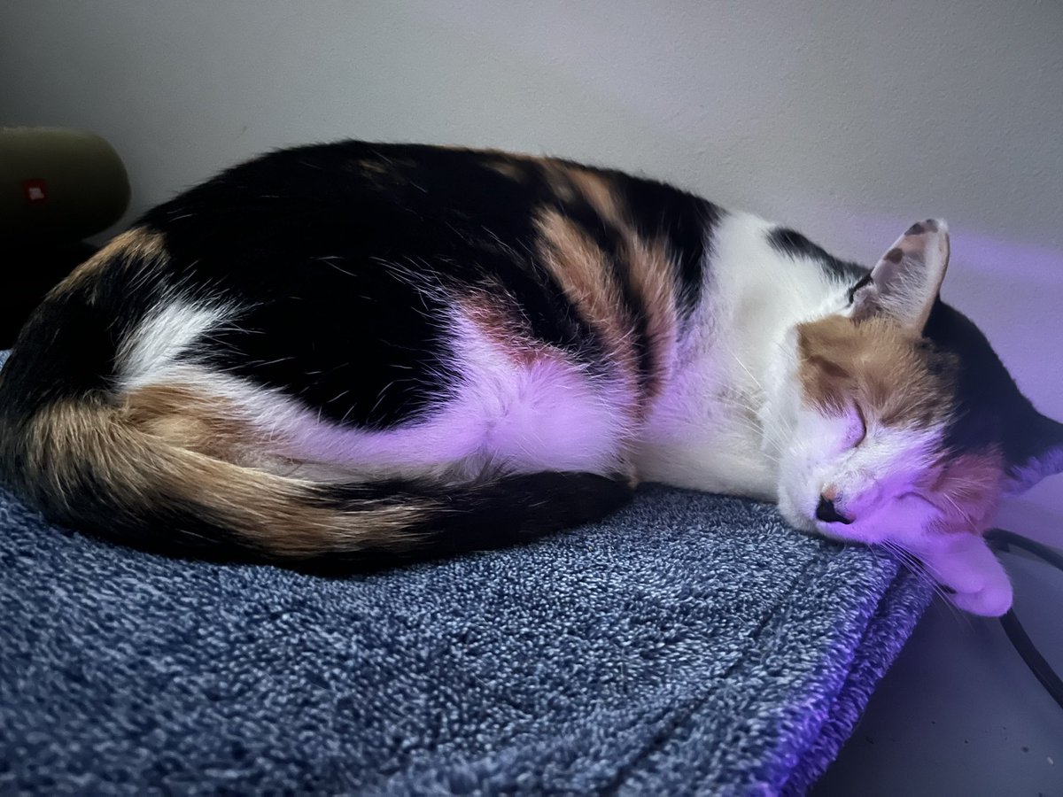 πυριφλέγων λέων tweet media