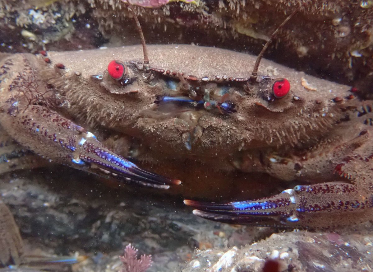 It's less than a week until our first rockpool safari of the year! This will be over lowest tides of the year so we should be finding some amazing things!  We can't wait to see you there. Follow the link below to find out more and book on.
eventbrite.co.uk/e/extreme-rock…
