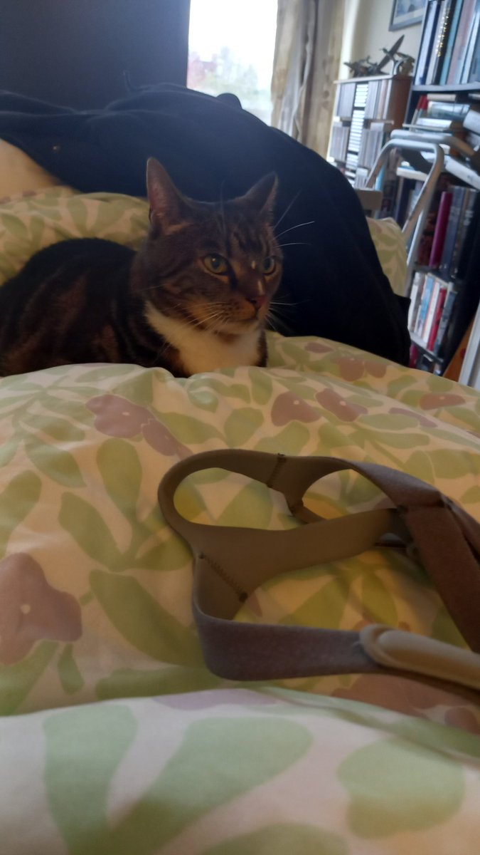 A welcome visitor, Heidi the cat