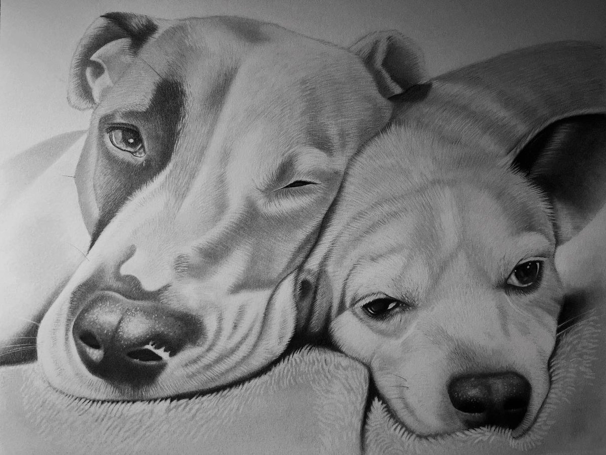 Graphiteartz's tweet image. Dog commission I’ve worked on! 

What do you think?

Completed using graphite pencil