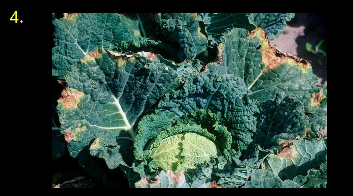 Simon Goodger (@goodgersimon) on Twitter photo Thanks to all taking part in this week’s ident. The answer is that images 1, 2 & 4 are bacterial. 1=Blackleg, 2=C.Scab, 3=Violet Root Rot (fungal) & 4=Xanthomonas. Congrats to the 29%.
<a href="/greyfergie77/">Matt</a> <a href="/Kingston22W/">Nigel W Kingston 🇬🇧</a> <a href="/naked_barley/">Edward Dickin</a> <a href="/deniseinmilden/">Denise Thomas</a> <a href="/ZiraatciRamazan/">RAMAZAN SEVİNÇ</a> <a href="/stowgatefarm/">James Johnson</a> Thanks to all taking part in this week’s ident. The answer is that images 1, 2 & 4 are bacterial. 1=Blackleg, 2=C.Scab, 3=Violet Root Rot (fungal) & 4=Xanthomonas. Congrats to the 29%.
<a href="/greyfergie77/">Matt</a> <a href="/Kingston22W/">Nigel W Kingston 🇬🇧</a> <a href="/naked_barley/">Edward Dickin</a> <a href="/deniseinmilden/">Denise Thomas</a> <a href="/ZiraatciRamazan/">RAMAZAN SEVİNÇ</a> <a href="/stowgatefarm/">James Johnson</a>