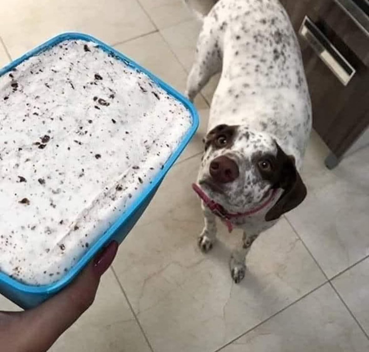 💖 (@twaniimals) on Twitter photo 