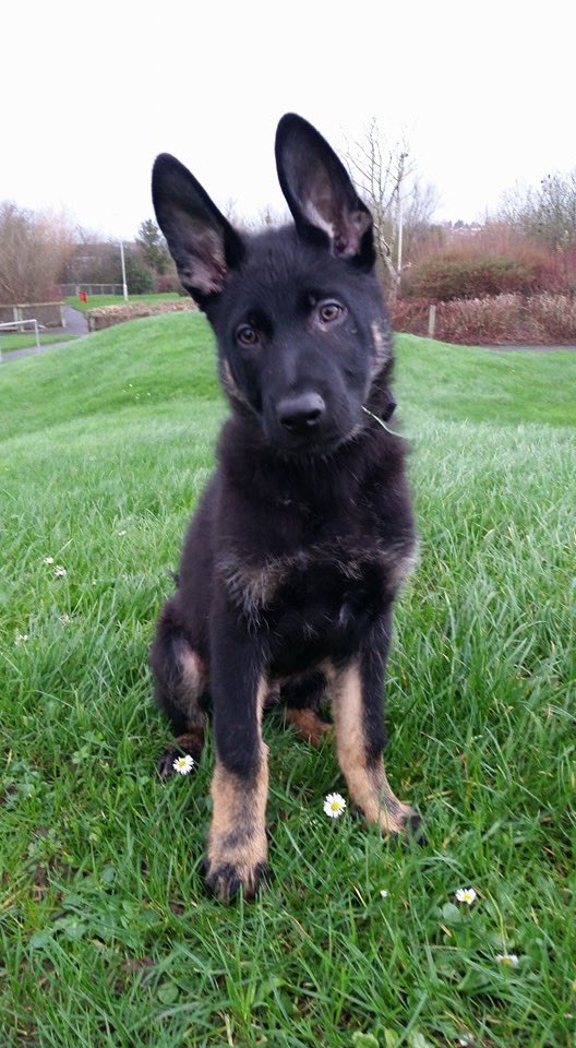 RPD Ivor tweet media