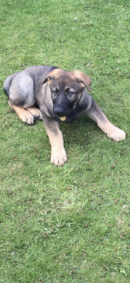 RPD Ivor tweet media