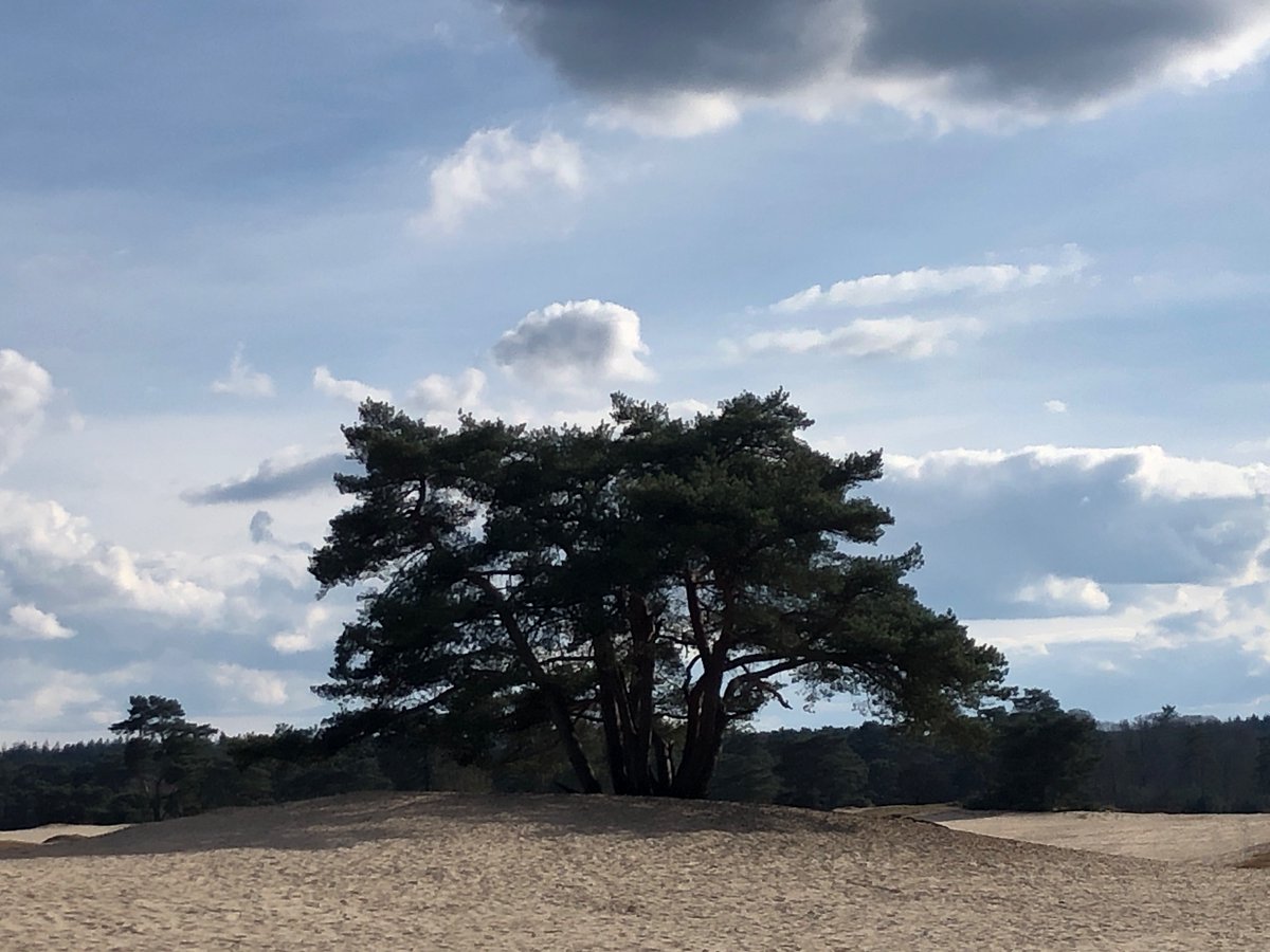 fotovandenatuur's tweet photo. Zonnetje op de lange duinen in Soest #soesterduinen https://t.co/za12kxXXne