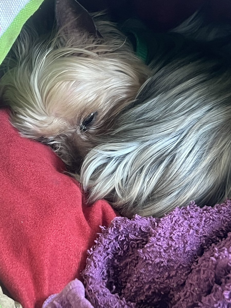 Būt klātesošam sunim senioram (14 gadi) ar visām no vecuma izrietošajām kaitēm ir kaut kas, kas reāli lauž sirdi gabalos. Bezpalīdzība augstākajā līmenī. 
Tagad esmu, vēl vairāk kā iepriekš, pārliecināta, ka man nekad vairs nebūs suns.