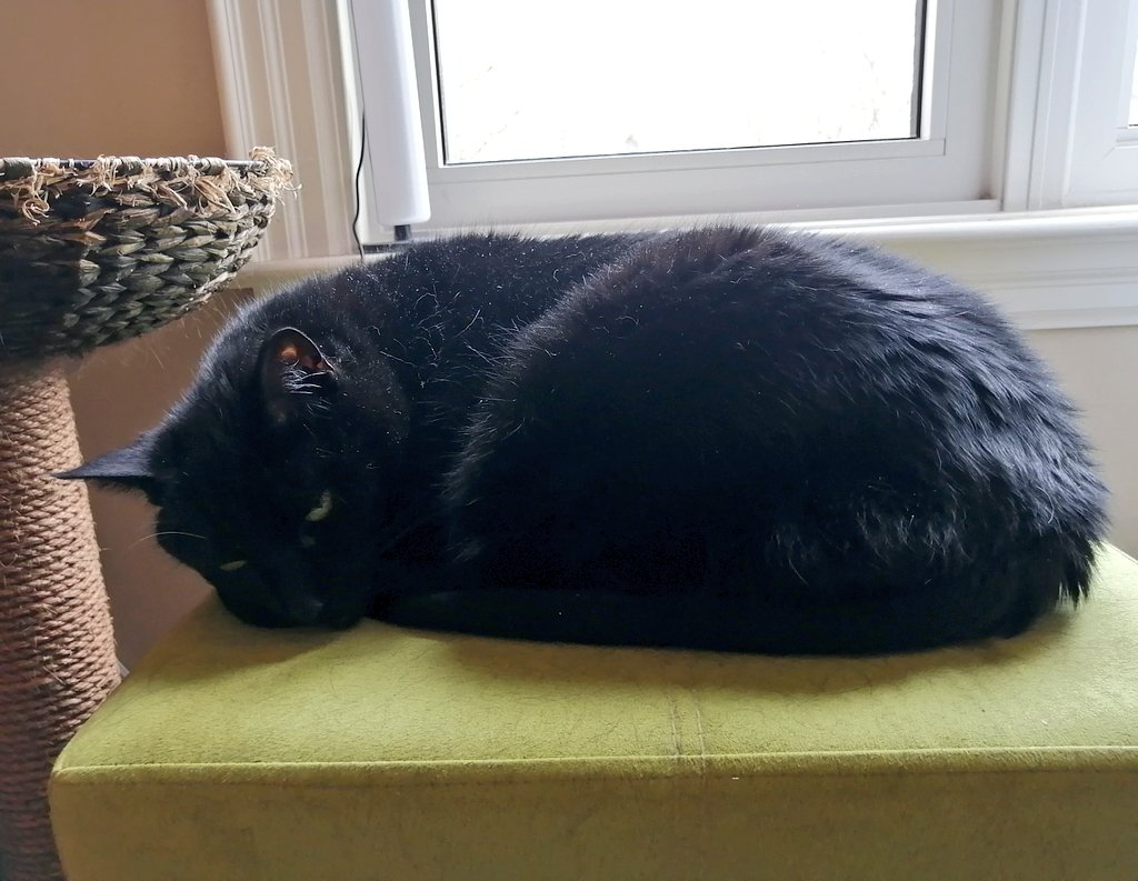 Some kind of angry pumpernickel 🖤