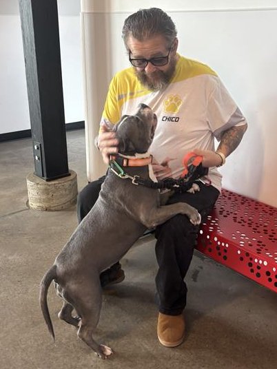 Good_vibes_up's tweet photo. REMY got ADOPTED by a Volunteer! 😍😍😍

From New Dad Paul Depputty:

Remy was in the shelter because her former owner passed away in December  2024. I've been walking her since she's been at the shelter. My dog  Chico lost his battle with cancer and just recently passed away. I knew  at this time me and Remy were meant to be together.

Remy is everything I thought she would be and more.

Meant to be! TYSM Dad & @BrandywineSPCA 

https://t.co/aKVvGogfVy 

Visit your local animal shelter today & #AdoptDontShop 

Follow these rescue advocates to help get more pets adopted:

Twitter / X / Rescue Network ⬇️⬇️⬇️

@TaniaHop3 @WinglessBird_ @SandraK93322487 @NMBewitched @ckarr2 @venetianblonde @Dubs4Mutts @MyBoxerLuvMac1 @mapleveewesem @Jacquel35589242 @AngelaORegan7 @MelissaRNMBA @jijmpel @AnneBay4 @betsrosed @MaeDavi34581419 @beeleevitonly @DarleneSwan11 @SherMoss7 @MillieOTLFP @PhaedraXTeddy @nasrene41 @htfleming73 @LisaBrabson @MelodyLenz6 @psychicwhisper3 @shazandbernie @Barbann56 @Vinnie958269385 @Hbowman1H @Freedom4Enigma @BearyHappy04 @dontbanlicence @AngRiley1 @bullywatchlies @Odie192697 @AdoptionsUk @scanme_tukslaw @jasminetopley1 @BullBreedForum @grlnxtdr54 @Lunaandmandylou @MMArmyofficial @justicemandm @Charlot4779395 @Stopxlbullyban @_taysmyoxygen1d