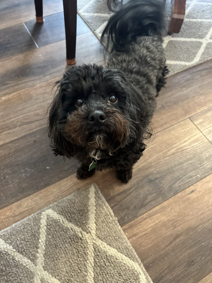 foster_renae's tweet photo. @Runza Zi is the best pup! And happens to love runza Fries!🍟 https://t.co/Bp3W6SeTSW