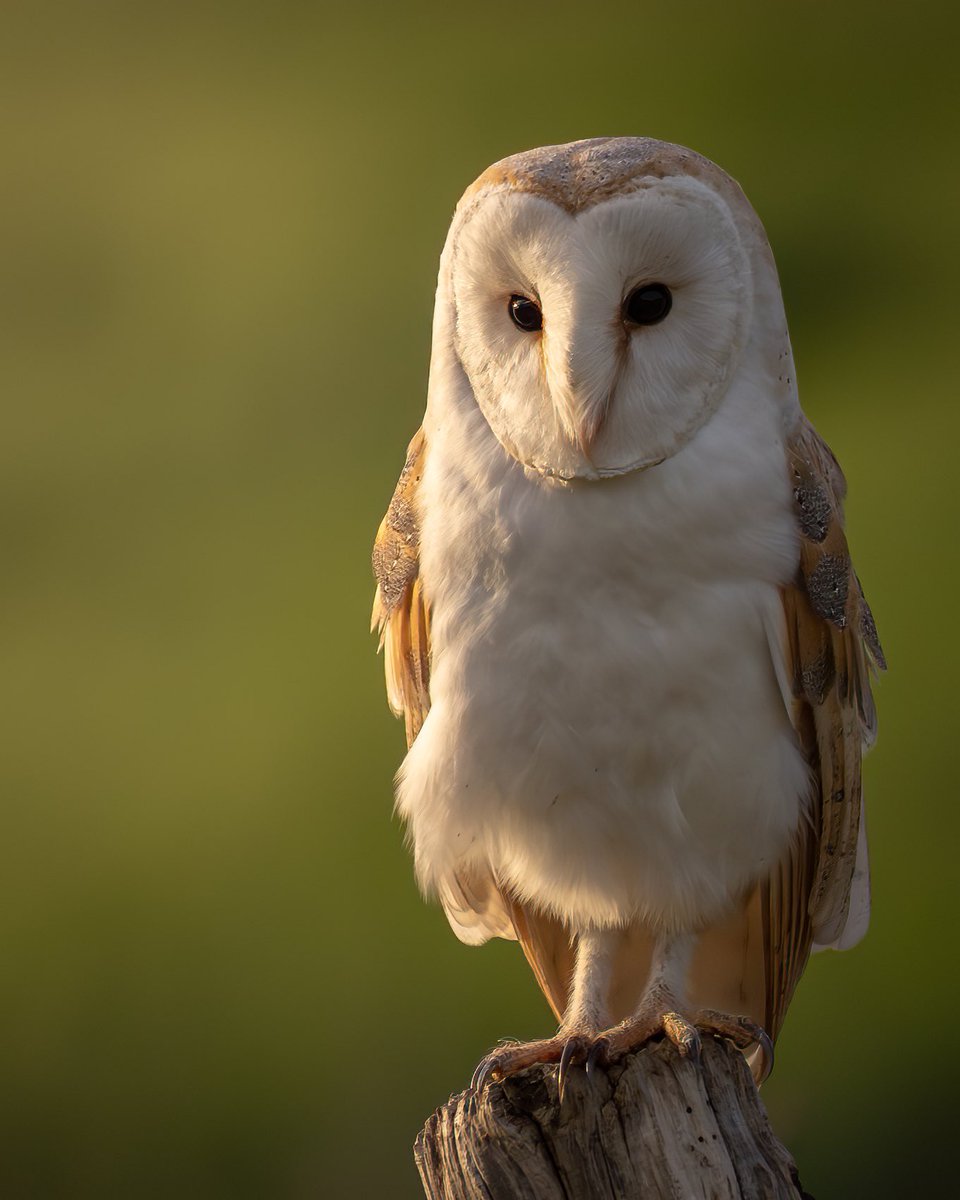 Paul Browning Photography tweet media