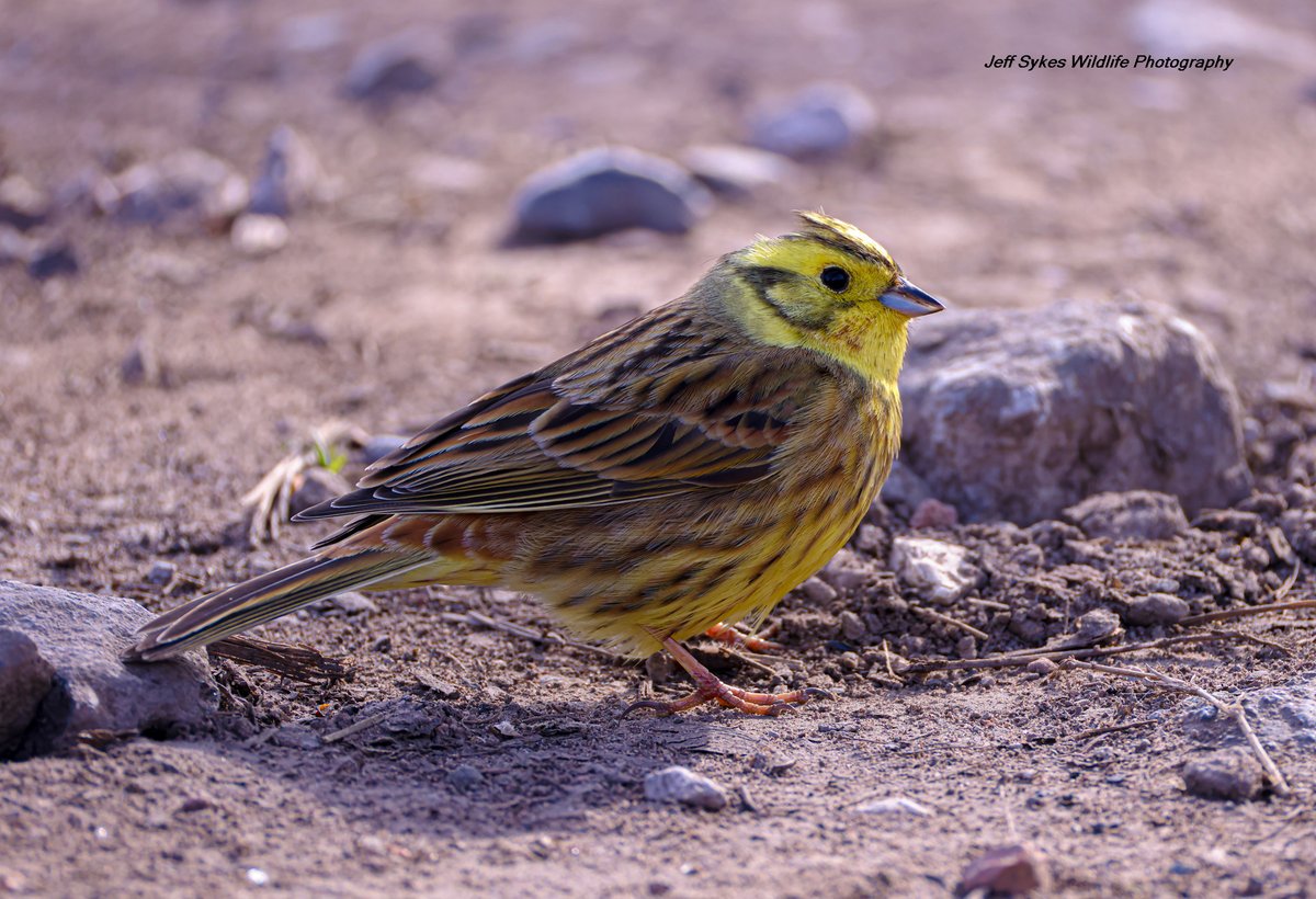 sykesjeff's tweet image. First Yellowhammmer of 2025, Wigan UK, give it a retweet if you like this species of bird.
