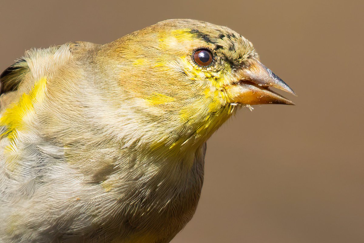 NativeBlueberry's tweet image. Birds in the Central Park ramble. Spring is in the air. #birdcpp