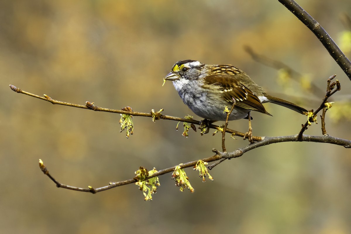 NativeBlueberry's tweet image. Birds in the Central Park ramble. Spring is in the air. #birdcpp