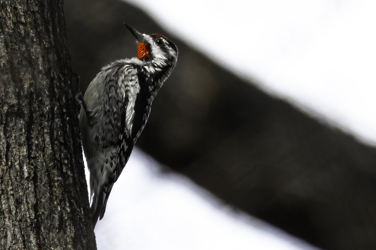 NativeBlueberry's tweet image. Birds in the Central Park ramble. Spring is in the air. #birdcpp